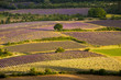 Alba sui campi coltivati a Sault Provenza Alba sui campi coltivati a Sault Provenza
