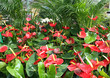 spatifilum on sale by a florist in a nursery of flowers