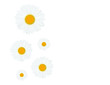Chamomile background