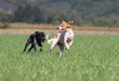 two dogs of breed britanny spaniel playing