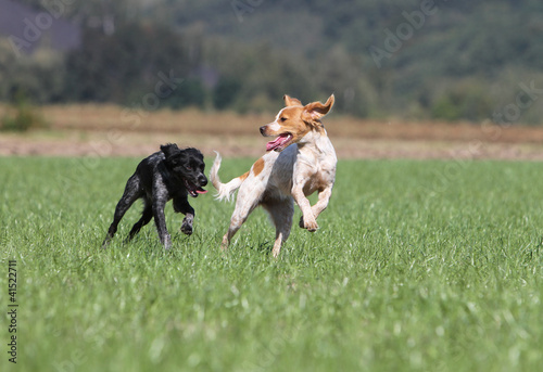 Photo: two dogs of breed britanny spaniel playing two dogs of breed britanny spaniel playing