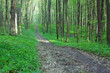 path in the green forest
