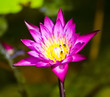 pink lotus pink lotus