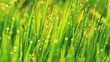 Close up of fresh grass with water drops in the early morning