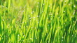 Close up of fresh grass with water drops in the early morning