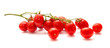 plum tomatoes on the vine plum tomatoes on the vine