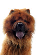chow chow