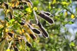 plants with seed pods