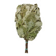 Bunch of green oak twigs for bathing