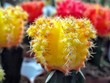 Small cactus of many colors
