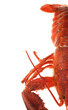 Lobster