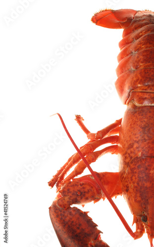 Photo: Lobster Lobster