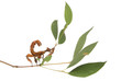 Photo: Female spiny leaf insect, Extatosoma tiaratum, on a branch Female spiny leaf insect, Extatosoma tiaratum, on a branch