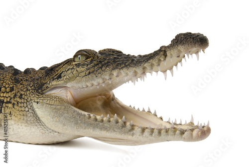 Photo: Australian saltwater crocodile, Crocodylus porosus, on white Australian saltwater crocodile, Crocodylus porosus, on white