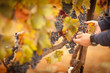 Photo: Farmer Inspecting His Ripe Wine Grapes Farmer Inspecting His Ripe Wine Grapes