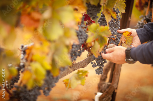 Photo: Farmer Inspecting His Ripe Wine Grapes Farmer Inspecting His Ripe Wine Grapes