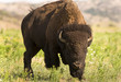 Buffalo on the move.