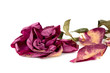 Withered rose