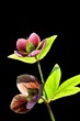 Helleborus 'Red Lady' isolated on black Helleborus 'Red Lady' isolated on black