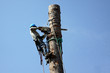 Cutting down a tree