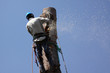 Tree meets chainsaw