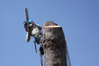 Tree trimmer dangerous jobs