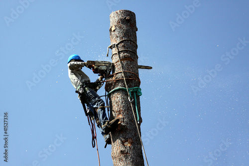 Photo: Cutting down a tree Cutting down a tree