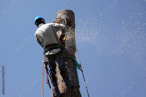 Photo: Tree meets chainsaw Tree meets chainsaw