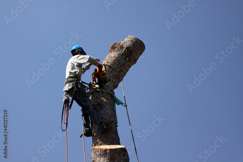 Photo: Worker Topping off top of tree Worker Topping off top of tree