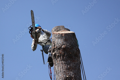 Photo: Tree trimmer dangerous jobs Tree trimmer dangerous jobs