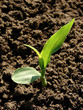 young corn seedling young corn seedling