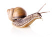 garden snail (Helix aspersa)