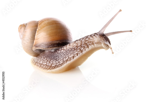 Photo: garden snail (Helix aspersa) garden snail (Helix aspersa)