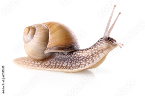 Photo: garden snail (Helix aspersa) garden snail (Helix aspersa)
