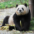 Adult giant panda bear Adult giant panda bear