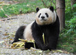Adult giant panda bear Adult giant panda bear