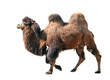 Bactrian camel isolated on white