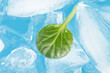 ice and leaf