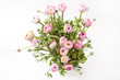 pink Ranunculus