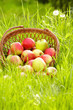 apple in garden