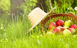apple in garden