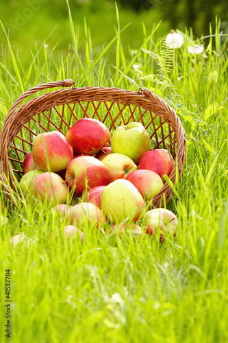 Photo: apple in garden apple in garden