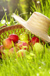 Red apples and garden basket in green grass