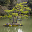 Japanese garden