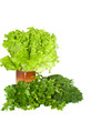 Aromatic herbs.