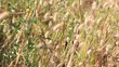 Pennisetum alopecuroides
