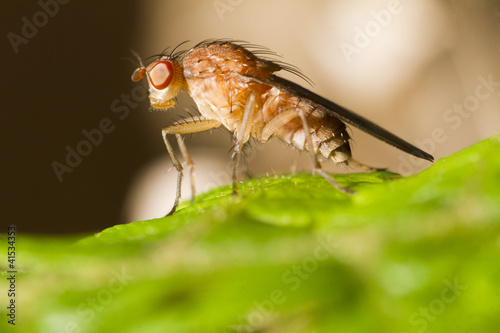 Photo: fruit fly fruit fly