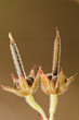 Cut-leaved Cranesbill (geranium dissectum)