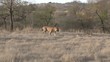 Tiger walking, sideview