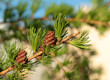 Larch branch with two cones